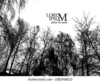 Winter trees silhouette. Vector