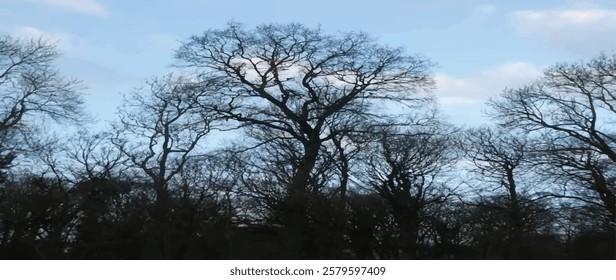 Winter Trees Silhouetted Against A Blue Sky. Stark Bare Tree Branches Silhouetted Against A Winter Sky