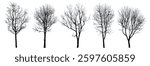 .Winter trees silhouettes collection. Set of isolated vector design elements.. Hand drawn illustration in sketch style. Nature template. Clipart