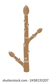 Winter twig on a white background.
