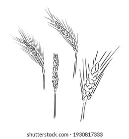 Winter wheat, wheat, vintage engraved illustration of Winter wheat isolated on a white background.