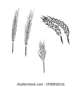 Winter wheat, wheat, vintage engraved illustration of Winter wheat isolated on a white background.