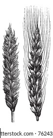 Winter wheat, wheat, vintage engraved illustration of Winter wheat isolated on a white background.