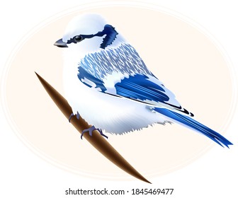 winter white titmouse with blue feathers mi on a branch