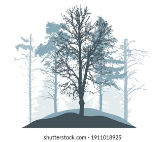 Winter woodland, silhouette of snowy fir trees, pine, poplar. Beautiful nature, landscape. Vector illustration