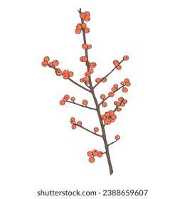 Winterberry branch. Ilex verticillata. Botanical illustration.