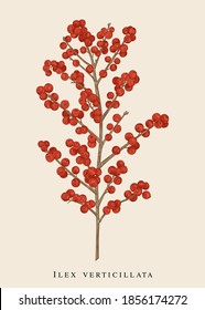 Winterberry  branch. Ilex verticillata. Vector botanical illustration.