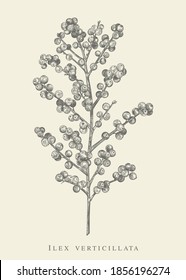 Winterberry  branch. Ilex verticillata. Winterberry  branch. Ilex verticillata. Vector botanical illustration. Black and white.