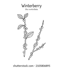 Winterberry or fever bush (ilex verticillata), ornamental and medicinal plant. Hand drawn botanical vector illustration