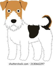 Wire Fox Terrier ist Energie und Intelligenz. Es hat einen niedrigen Schwellenwert für Langeweile und erfordert Stimulation, Bewegung und Aufmerksamkeit.