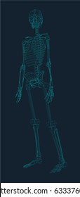 wire frame illustration of an isolated skeleton