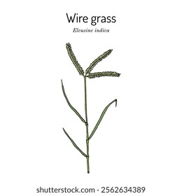 Wire grass, or Indian goosegrass (Eleusine indica), edible and medicinal plant. Hand drawn botanical vector illustration