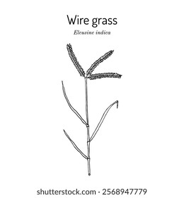 Wire grass, or Indian goosegrass (Eleusine indica), edible and medicinal plant. Hand drawn botanical vector illustration