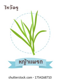 Wire grass in Thai Language it mean “Wire grass”