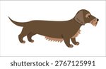 Wire haired dachshund standing in side view. Flat vector illustration of rough coated sausage dog, ideal for breed designs, pet graphics or animal prints.