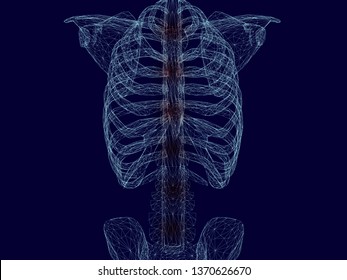 El armazón del pecho y la columna vertebral de un hombre. líneas azules en un fondo oscuro. Áreas inflamatorias rojas a lo largo de la columna vertebral. 3D. Ilustración vectorial.