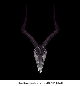Wireframe goat skull, head abstract vector illustration.