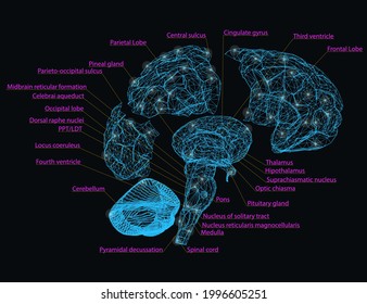 Wireframe of the human brain is disassembled into parts with the designation of the name of each segment of the brain. Vector illustration