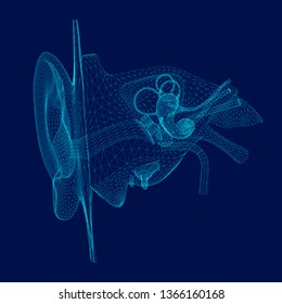 Wireframe of the internal structure of the human ear. 3D. Front view. Vector illustration