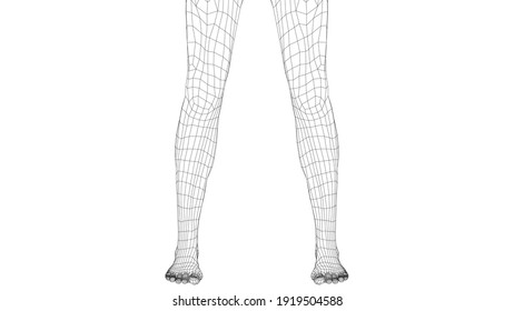 Wireframe legs. Close-up view. Anatomy concept. Vector 3d rendering