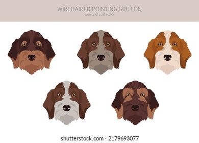 Wirehaired Pointing Griffon clipart. Different poses, coat colors set.  Vector illustration