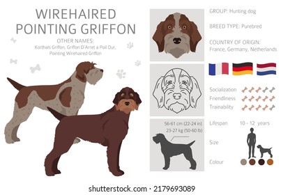 Wirehaired Pointing Griffon clipart. Different poses, coat colors set.  Vector illustration