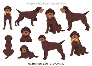 Wirehaired Pointing Griffon clipart. Different poses, coat colors set.  Vector illustration