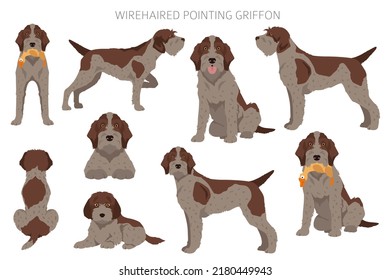 Wirehaired Pointing Griffon clipart. Different poses, coat colors set.  Vector illustration