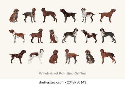 Wirehaired Pointing Griffon dogs set in different poses.Brown, Chestnut, Roan color. All popular dog colors, characters in various poses, illustrations design projects. Cartoon vector set. Dog Drawing