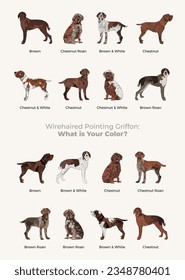 Wirehaired Pointing Griffon dogs set in different poses.Brown, Chestnut, Roan color. All popular dog colors, characters in various poses, illustrations design projects. Cartoon vector set. Dog Drawing