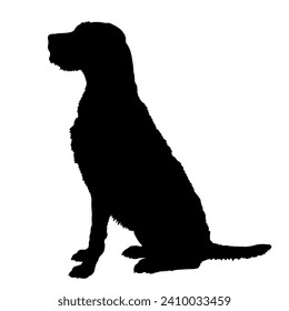 Perro Vizsla con la cabeza en movimiento. Perro en diferentes poses. salta corriendo. El perro está sentado. El perro está tumbado jugando