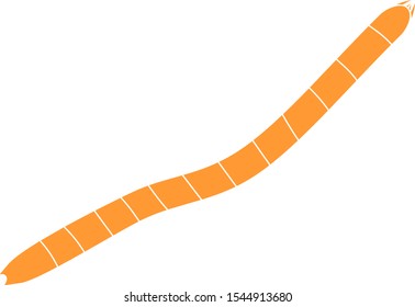 Wireworm (larva of Click beetle) isolated on white background