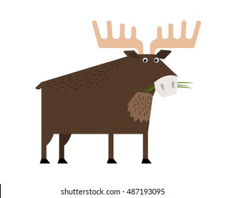 Wise old elk with branched antlers