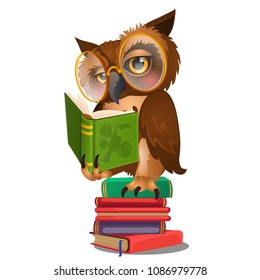 Wise owl reading book isolated on white background. Vector cartoon close-up illustration.