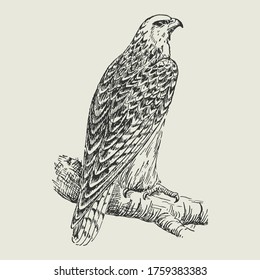 Wise Peregrine Falken auf einem Branchenteppich