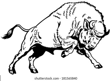 wisent european bison,attacking pose, black and white side view image 