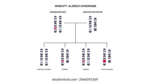 Wiskott Aldrich syndrome. X linked genetic immunodeficiency. Immune system disease in males. Child inherits one copy of a mutated gene from each parent. Affected, carriers or healthy chromosomes