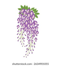Wisteria botanical illustration in soft purple and green tones on white background.