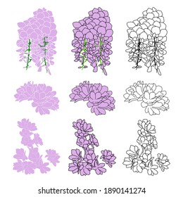 wisteria and cherry blossom flower set color line art drawing. Wistaria cherry blossom flower bunch, bud and leaf in black isolated on white background. 