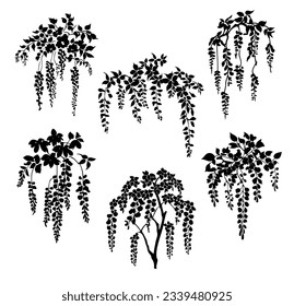 Wisteria dangling climbing plant, flowers black silhouette, vector set