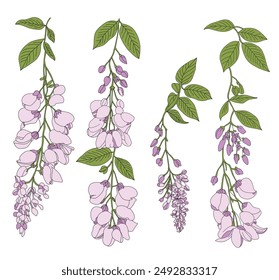 Wisteria flower drawing set Artistic elements for use in design