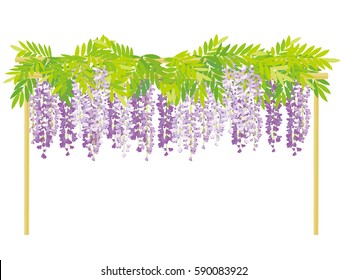 The wisteria flower vine background. 