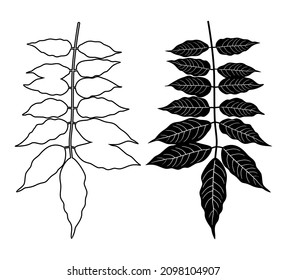 Wisteria leaves. Vector set of two black silhouettes of hanging branches with wisteria leaves isolated on white background.