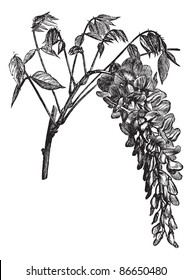 Wisteria sinensis or Chinese Wisteria, vintage engraving. Old engraved illustration of Wisteria sinensis isolated on a white background. Trousset encyclopedia (1886 - 1891). svg
