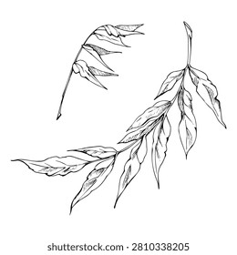 Wisteria, wing-nut tree, sumac foliage, privet characteristic compound leaf structure. Isolated illustration hand drawn in vector ink. Nature graphics, florist labels, textile motifs, editorial design