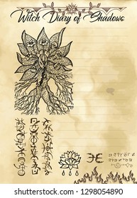 Witch diary page 8 of 31 with mandrake plant and evil symbols. Magic wiccan old book with occult illustration, mystic vector background