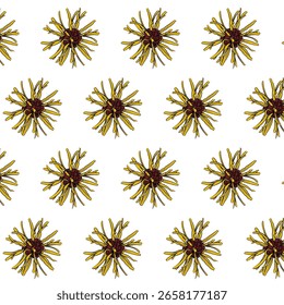Avelã bruxa ou flor Hamamelis spp Padrão sem costura Desenhado à mão vetor linha arte, Preto e laranja Flor isolado em branco. Design bonito para têxtil, papel de parede, papel de embrulho