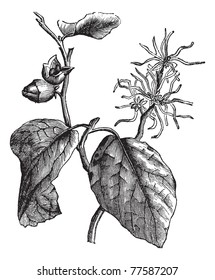 Witch Hazel (Hamamelis Virginiana) Or Winterbloom Vintage Engraving. Old Engraved Illustration Of Witch Hazel Leaves And Flowers. Trousset Encyclopedia