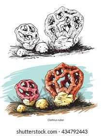 Witch heart mushroom illustration - red cage, Red lantern mushroom (Clathrus ruber)
