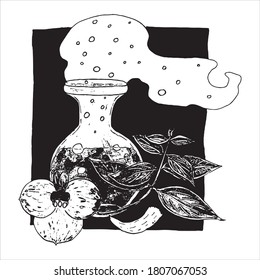 Witch potion flask full of elixir with bubbles and smoke, magic plant and flower, fang or tooth as element of chemical medicine. Vector hand-drawn black and white illustration, composition in square